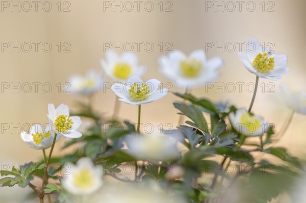 Colonial growth of wood anemones / European thimbleweed (Anemone nemorosa) white flowers blooming in spring forest