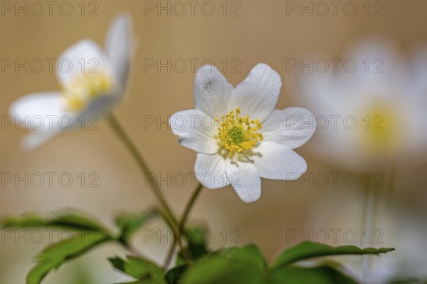 Wood anemone / European thimbleweed (Anemone nemorosa) close-up of white flower showing yellow stamen blooming in spring forest