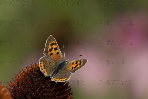 Small copper butterfly (Lycaena phlaeas) adult insect on a Coneflower (Echinacea purpurea) plant flower in summer, England, United Kingdom