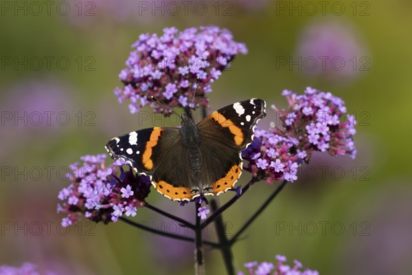 Red admiral butterfly (Vanessa atalanta) adult insect feeding on garden purple Verbena flowers in the summer, England, United Kingdom