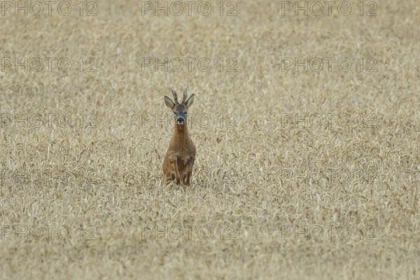 Roe deer (Capreolus capreolus) adult animal male roebuck running in a farmland wheat field in summer, England, United Kingdom