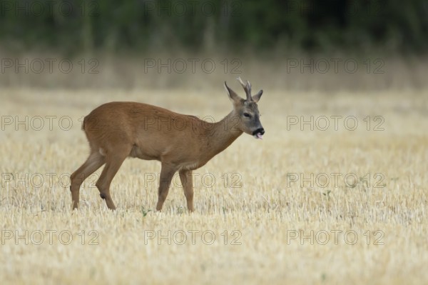 Roe deer (Capreolus capreolus) adult animal male roebuck in a farmland stubble field sticking its tongue out in summer, England, United Kingdom