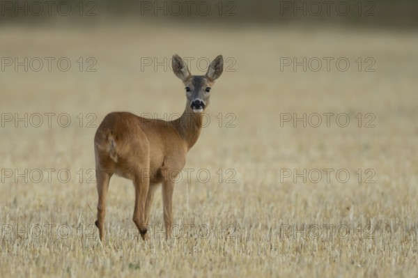 Roe deer (Capreolus capreolus) adult animal female doe in a farmland stubble field in summer, England, United Kingdom