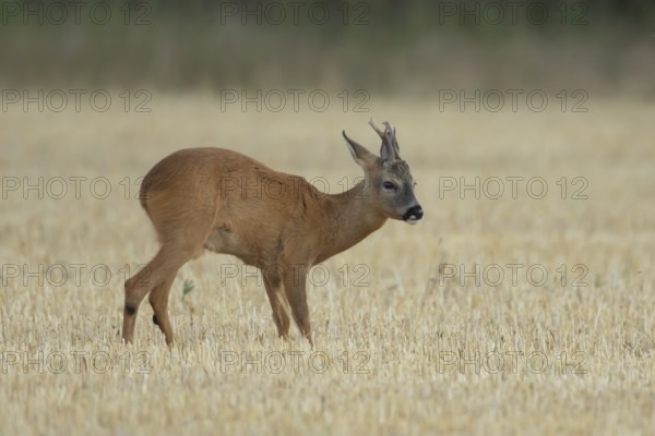 Roe deer (Capreolus capreolus) adult animal male roebuck in a farmland stubble field in summer, England, United Kingdom