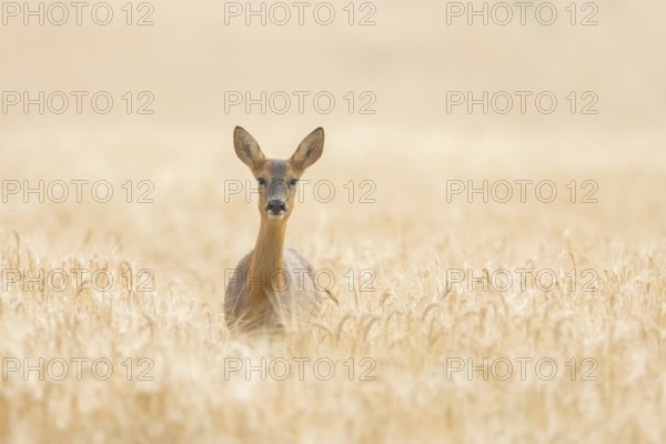 Roe deer (Capreolus capreolus) adult animal female doe in a farmland barley field in summer, England, United Kingdom