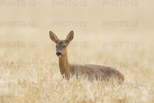 Roe deer (Capreolus capreolus) adult animal female doe in a farmland barley field with its eyes shut in summer, England, United Kingdom