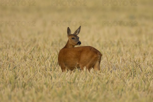 Roe deer (Capreolus capreolus) adult animal female doe in a farmland wheat field in summer, England, United Kingdom