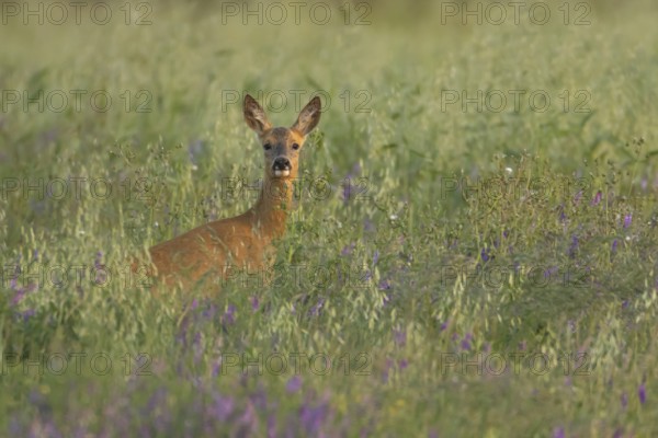 Roe deer (Capreolus capreolus) adult animal female doe in a farmland cereal field with purple vetch flowers in summer, England, United Kingdom