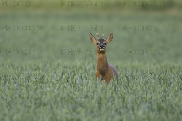 Roe deer (Capreolus capreolus) adult animal male roebuck in a farmland wheat field in summer, England, United Kingdom