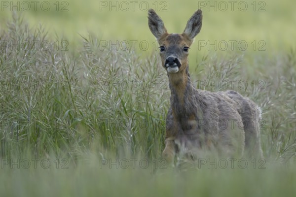 Roe deer (Capreolus capreolus) adult animal female doe in a farmland cereal field in summer, England, United Kingdom