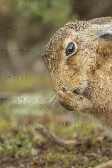 European brown hare (Lepus europaeus) adult animal washing its foot in summer, England, United Kingdom