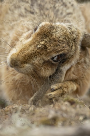 European brown hare (Lepus europaeus) adult animal head portrait, England, United Kingdom