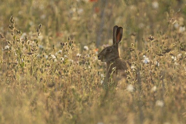 European brown hare (Lepus europaeus) adult animal amongst wildflowers in a farmland field in summer, England, United Kingdom