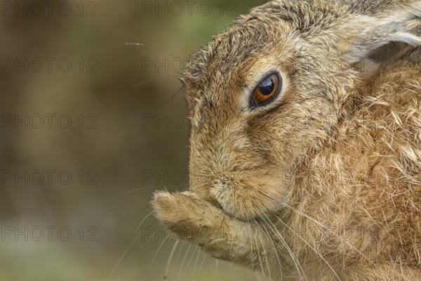 European brown hare (Lepus europaeus) adult animal washing its foot in summer, England, United Kingdom