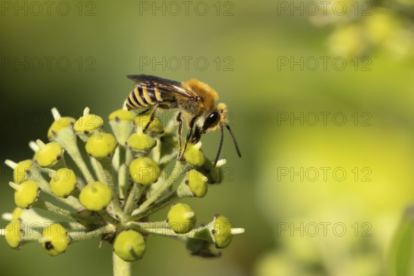 Ivy bee (Colletes hederae) adult insect feeding on Ivy flowers in the summer, England, United Kingdom