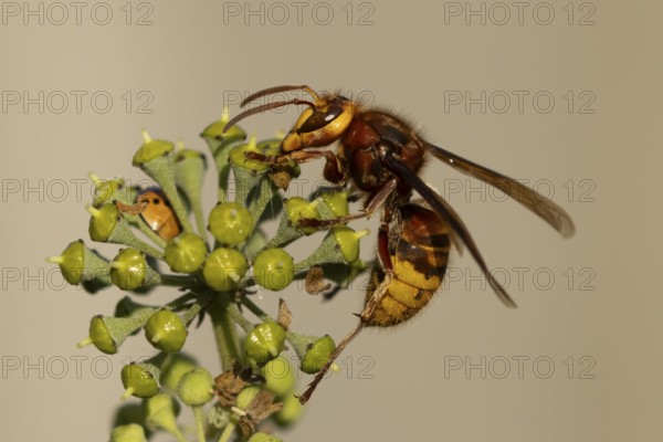 European hornet (Vespa crabro) adult wasp insect feeding on Ivy flowers in the summer, England, United Kingdom