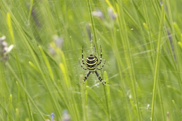 Wasp spider (Argiope bruennichi) adult in its web amongst lavender plants in the summer, England, United Kingdom
