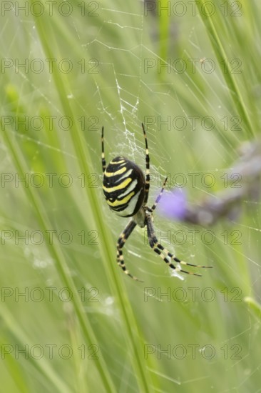 Wasp spider (Argiope bruennichi) adult in its web amongst lavender plants in the summer, England, United Kingdom