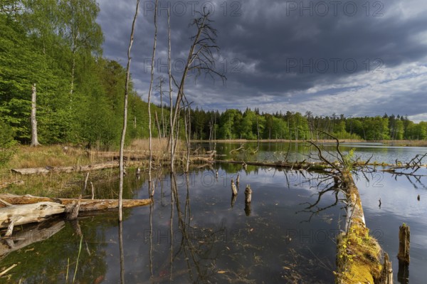 Schweingartensee in spring, lake in the Serrahn Hills, Serrahner Berge, Mecklenburgische Seenplatte district in Mecklenburg-Vorpommern, Germany