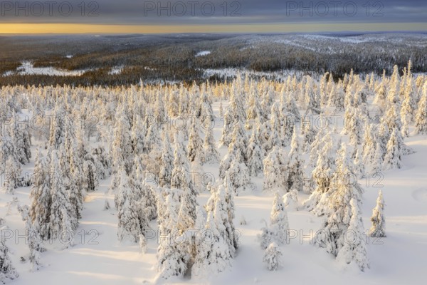 Aerial view over snow covered spruce trees on the taiga at sunset in winter, Riisitunturi National Park, Finnish Lapland, Posio, Koillismaa, Finland