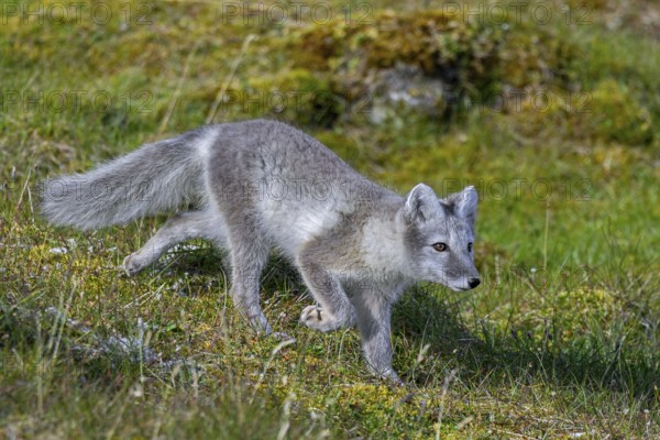Arctic fox, polar fox (Vulpes lagopus) in summer coat foraging on the tundra, Svalbard, Spitsbergen, Norway