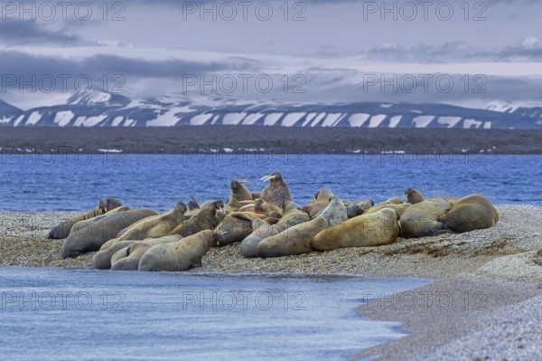 Atlantic walruses (Odobenus rosmarus) colony resting at terrestrial haulout, haul-out on beach along the coast of Svalbard, Spitsbergen in summer
