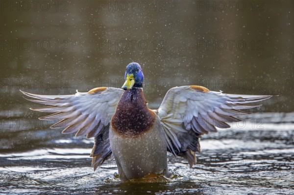Mallard, wild duck (Anas platyrhynchos) adult male, drake flapping wings while swimming in pond in late winter, early spring