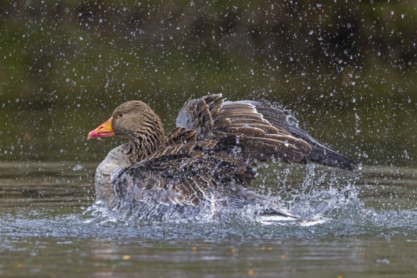 Greylag goose, graylag goose (Anser anser) bathing by splashing water with wings in pond in spring