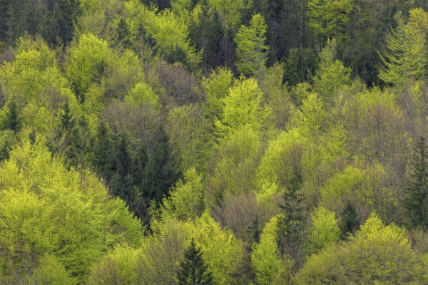 Aerial view over conifers and European beeches, common beech trees (Fagus sylvatica) showing canopy with new fresh leaves in mixed forest in spring