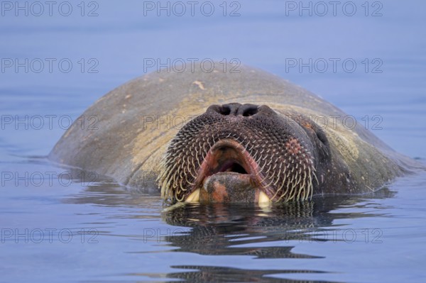 Walrus (Odobenus rosmarus) close-up of young male / bull showing whiskers while swimming in the Arctic Ocean along the coast of Svalbard / Spitsbergen