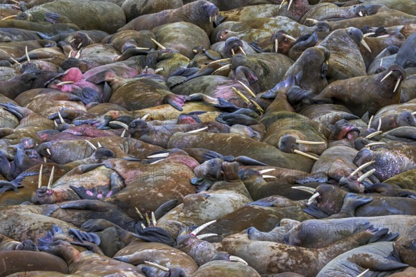 Atlantic walruses (Odobenus rosmarus) colony resting at terrestrial haulout / haul-out on beach along the coast of Svalbard / Spitsbergen in summer