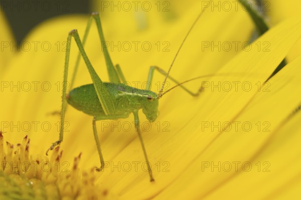 Speckled bush cricket (Leptophyes punctatissima) adult insect on a garden Sunflower flower in the summer, England, United Kingdom