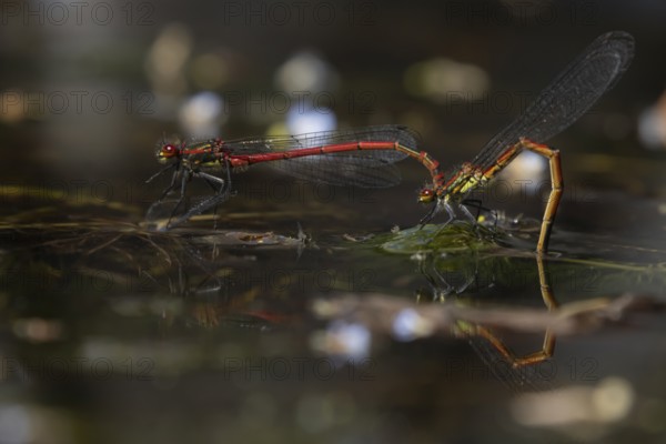 Large red damselfly (Pyrrhosoma nymphula) two adult insects mating on the water surface of a garden pond in the summer, England, United Kingdom