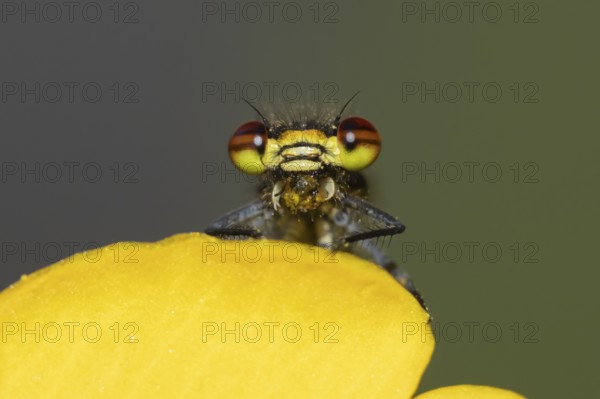 Large red damselfly (Pyrrhosoma nymphula) adult insect feeding on a fly on a garden yellow Kingcup pond plant flower in the summer, England, United Kingdom