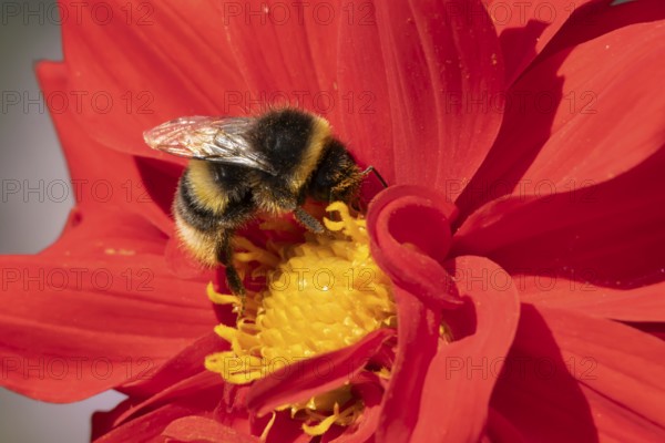 Buff tailed bumble bee (Bombus terrestris) adult insect feeding on garden Dahlia flower in the summer, England, United Kingdom