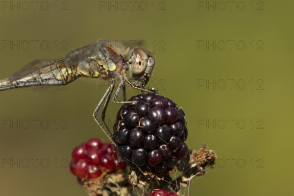 Common darter dragonfly (Sympetrum striolatum) adult insect feeding on a fly while resting on blackberries fruit in the summer, England, United Kingdom
