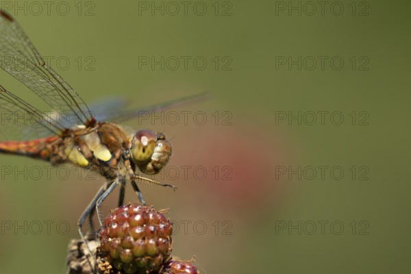 Common darter dragonfly (Sympetrum striolatum) adult insect resting on blackberries fruit in the summer, England, United Kingdom