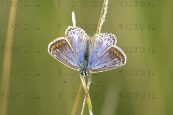 Common blue butterfly (Polyommatus icarus) adult insect resting on a grass stem in the summer, England, United Kingdom