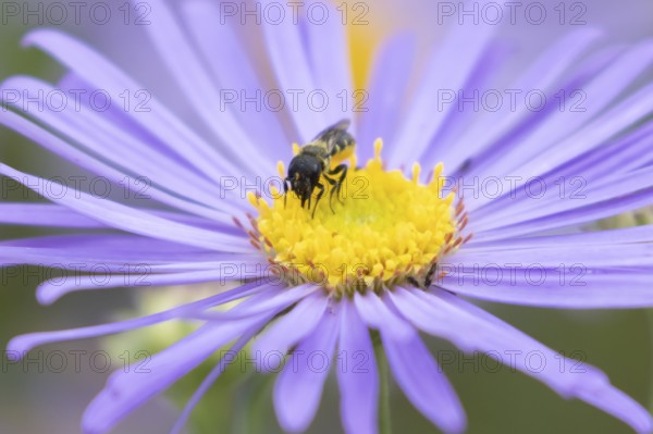 Yellow faced bee (Hylaeus spp.) adult insect on a garden Aster flower in the summer, England, United Kingdom