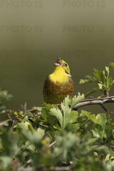 Yellowhammer (Emberiza citrinella) adult male bird singing in a hawthorn hedgerow in summer, England, United Kingdom