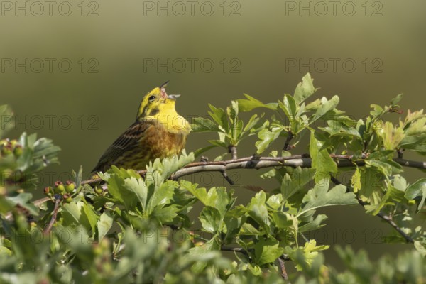 Yellowhammer (Emberiza citrinella) adult male bird singing in a hawthorn hedgerow in summer, England, United Kingdom