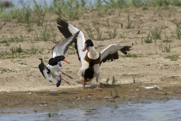 Eurasian oystercatcher (Haematopus ostralegus) adult wading bird fighting with a Shelduck (Tadorna tadorna) on an island in summer, RSPB Minsmere nature reserve, Suffolk, England, United Kingdom