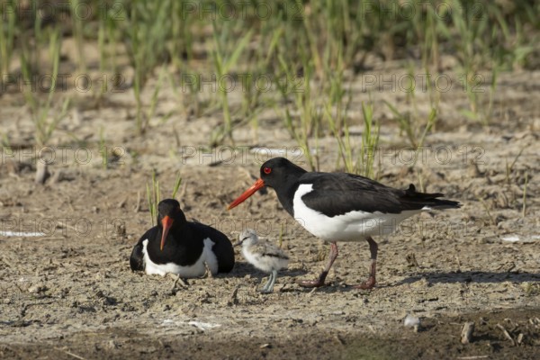 Eurasian oystercatcher (Haematopus ostralegus) two adult wading birds seemingly adopted a Pied avocet (Recurvirostra avosetta) juvenile baby chick on an island in summer, RSPB Minsmere nature reserve, Suffolk, England, United Kingdom