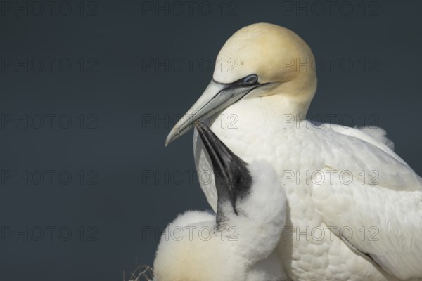 Northern gannet (Morus bassanus) adult parent bird and juvenile baby chick seabirds on a nest on a coastal cliff top in summer, RSPB Bempton cliffs nature resevre, Yorkshire, England, United Kingdom