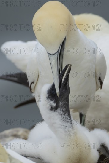 Northern gannet (Morus bassanus) adult parent bird feeding a juvenile baby chick seabird on a nest on a coastal cliff top in summer, RSPB Bempton cliffs nature resevre, Yorkshire, England, United Kingdom