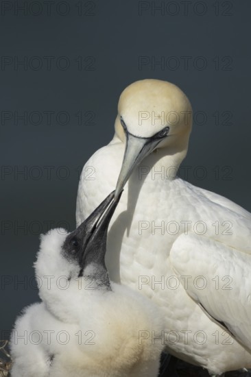 Northern gannet (Morus bassanus) adult parent bird and juvenile baby chick seabirds on a nest on a coastal cliff top in summer, RSPB Bempton cliffs nature resevre, Yorkshire, England, United Kingdom