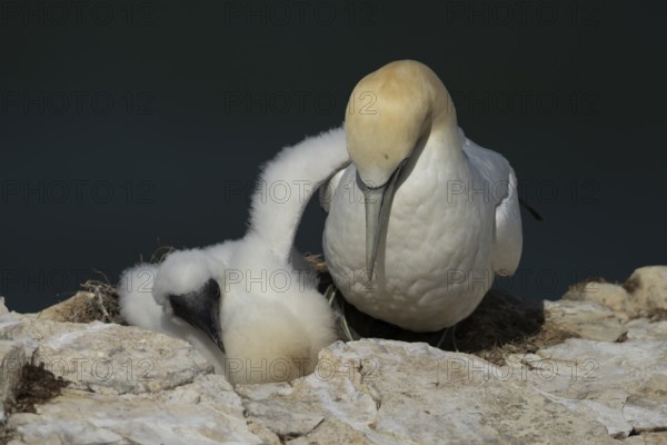 Northern gannet (Morus bassanus) adult parent bird and juvenile baby chick seabirds on a nest on a coastal cliff top, RSPB Bempton cliffs nature resevre, Yorkshire, England, United Kingdom