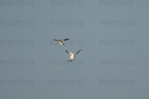 Common tern (Sterna hirundo) two adult birds displaying in flight in summer, England, United Kingdom