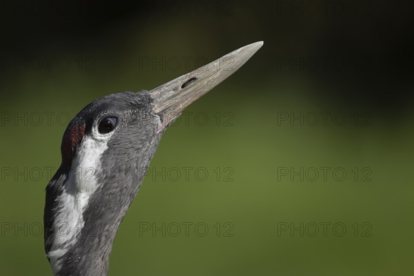 Common crane (Grus grus) adult bird head portrait, England, United Kingdom