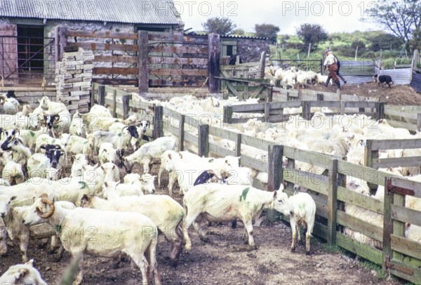 Sheep shearing, Rosebush, Maenclochog, Preseli Mountains, Pembrokeshire, Wales, UK 27 June 1972